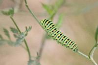 Papilio machaon