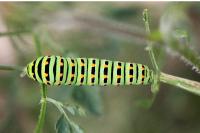 Papilio machaon