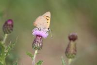 Lycaena phlaeas