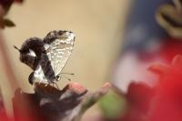 Cacyreus marshalli