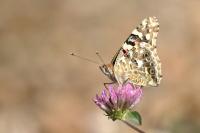 Vanessa cardui