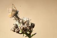 Lycaena tityrus