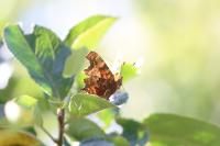 Polygonia c-album