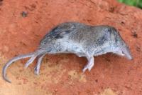 Crocidura russula