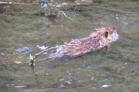Myocastor coypus