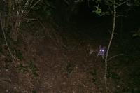 Vulpes vulpes
