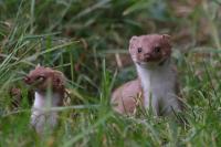 Mustela nivalis