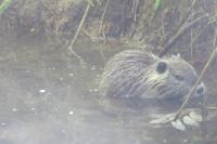 Myocastor coypus