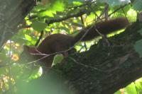 Sciurus vulgaris