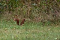 Sciurus vulgaris