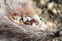 Crocidura russula