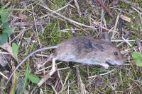 Apodemus sylvaticus