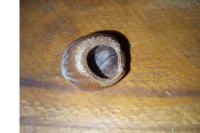 Muscardinus avellanarius