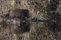 Sus scrofa