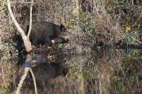 Sus scrofa