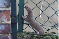Mustela nivalis