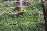 Lepus europaeus