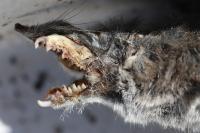 Crocidura russula