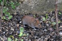 Apodemus sylvaticus
