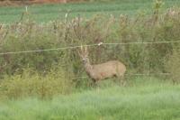 Capreolus capreolus