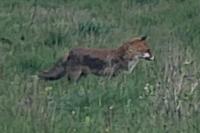 Vulpes vulpes