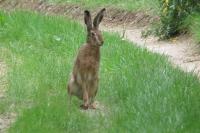 Lepus europaeus