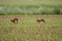 Lepus europaeus