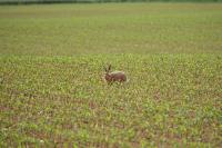 Lepus europaeus