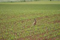 Lepus europaeus