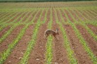 Lepus europaeus
