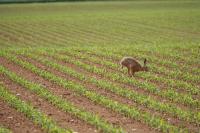 Lepus europaeus