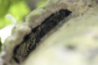 Barbastella barbastellus