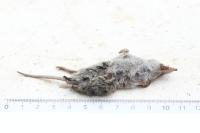 Crocidura russula