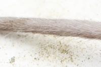 Crocidura russula