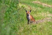 Vulpes vulpes