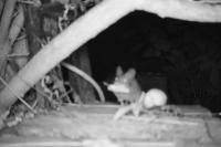 Apodemus sylvaticus