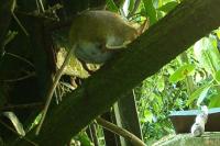 Apodemus sylvaticus