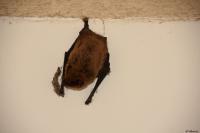 Pipistrellus pipistrellus