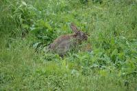 Oryctolagus cuniculus