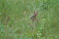 Oryctolagus cuniculus