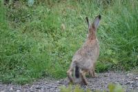 Lepus europaeus