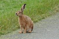 Lepus europaeus
