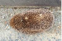 Erinaceus europaeus