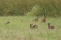 Lepus europaeus