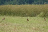 Lepus europaeus