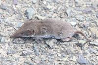 Crocidura russula