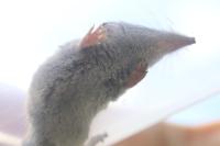 Crocidura russula
