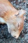 Sciurus vulgaris