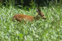 Capreolus capreolus