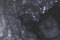 Myotis daubentonii